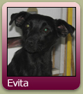 http://www.gadehunde.dk/pages/images/adop-ikonerEVITA.jpg