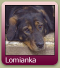 http://www.gadehunde.dk/pages/images/adop-ikonerLOMIANKA.jpg